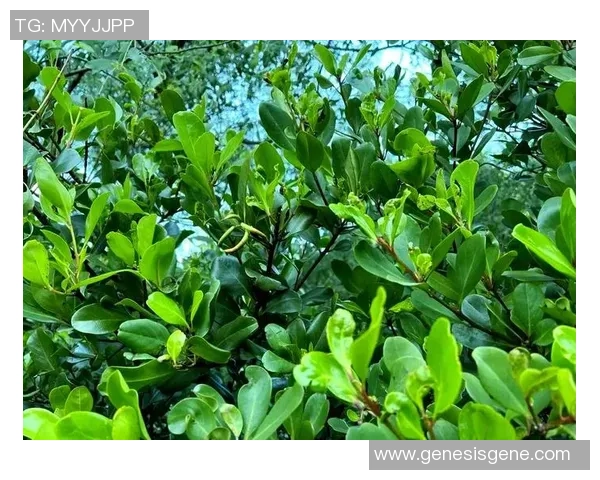 贵州姚明翠的魅力与价值探索：一场关于绿色生态与文化传承的旅程